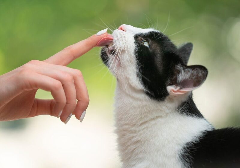 Les phéromones chez le chat: comment affectent-elles le comportement de votre animal ?